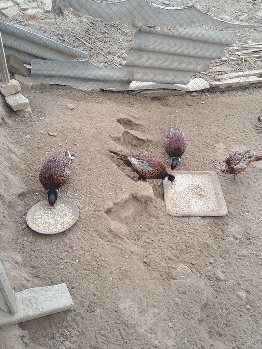 Фазан жужалари сотилади