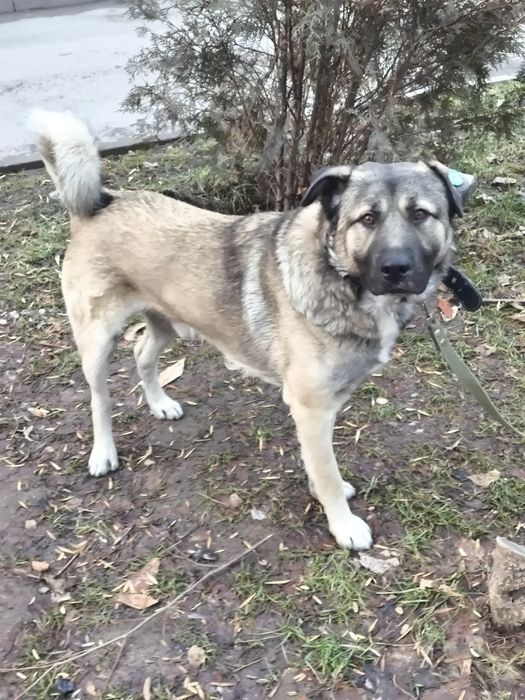 Ищем дом Мишке породы кангал