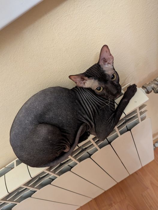 Отдам кота сфинкса в добрые руки