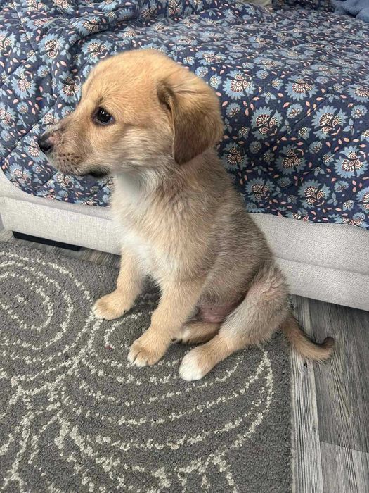 Подарявам кученце САМО на отговорни и любящи стопани.