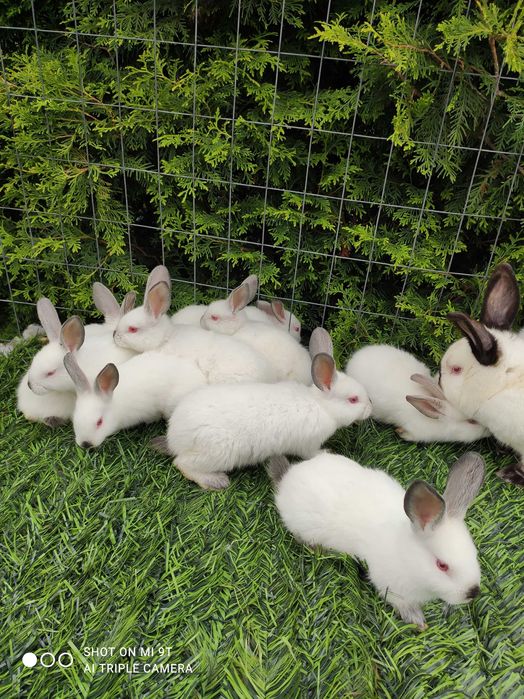 ПРОМО Калифорнийски 10лв