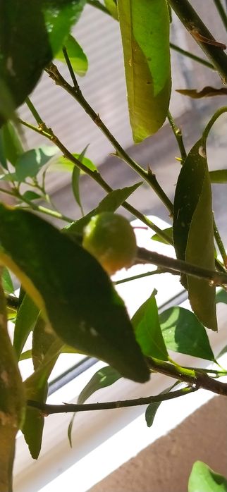 Дърво Кумкуат в саксия