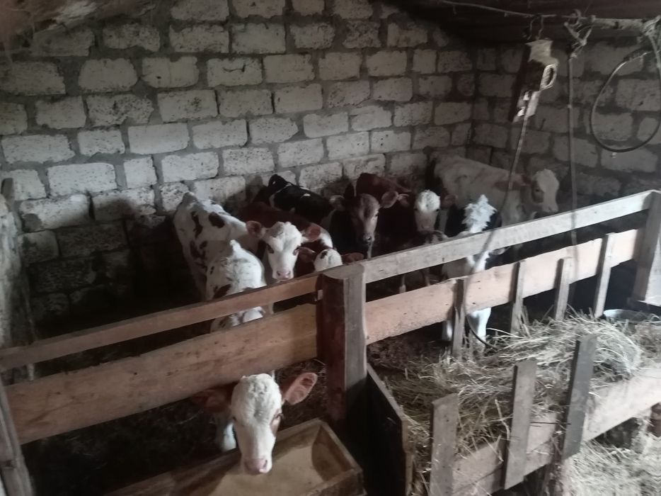 Продам телят 5 телочек 4 бычка