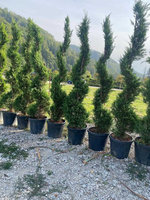 Plante Ornamentale de Pepinieră – Orice Comandă Include Montajul