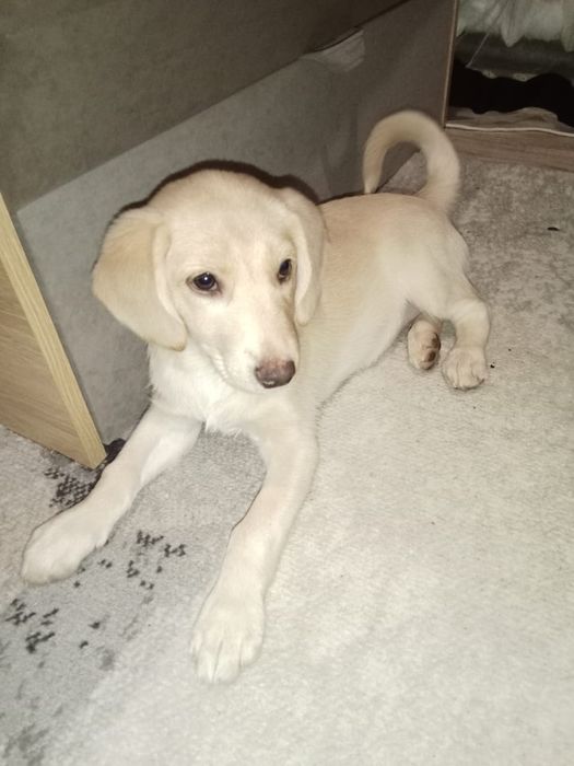 Отдам в добрые руки