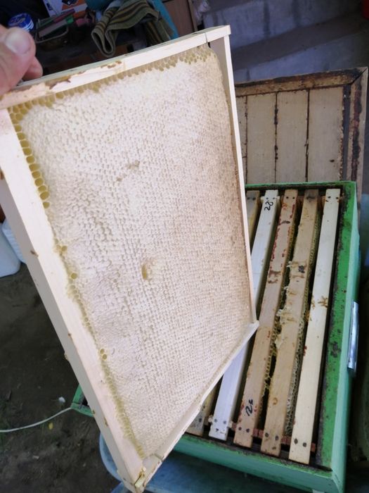 Vând miere, polen, și tinctura de propolis. Miere de salcâm angro 27 de lei kg si miere de rapiță 15 lei kg.