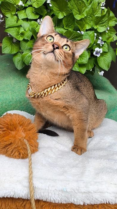 Абиссинские  котята . КЛУБ