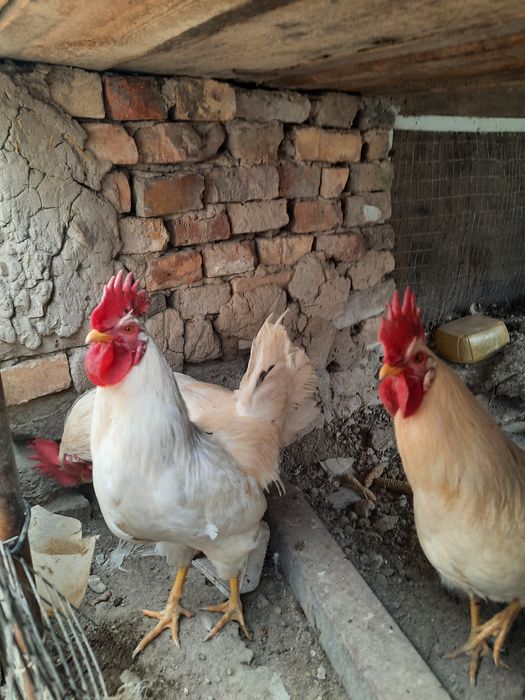 Карис мокионлар ок хурозлар сотилади