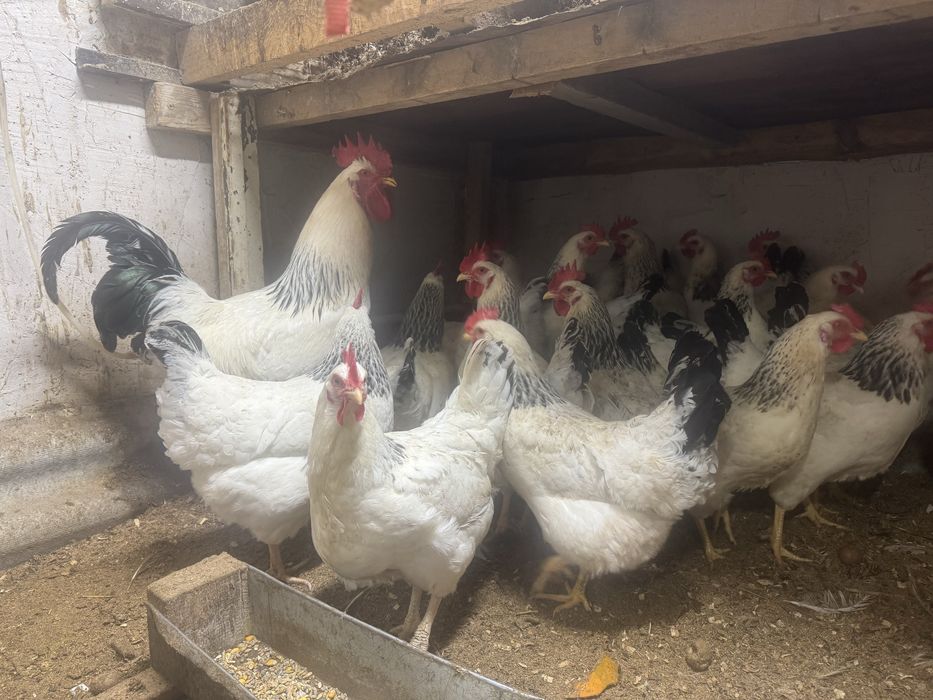 Цыпляты алдер серебрыстый