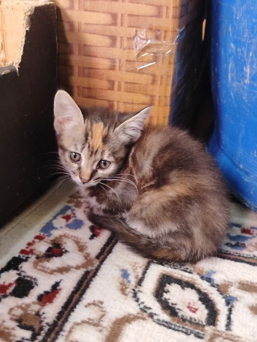 Отдам котят бауырластар 2