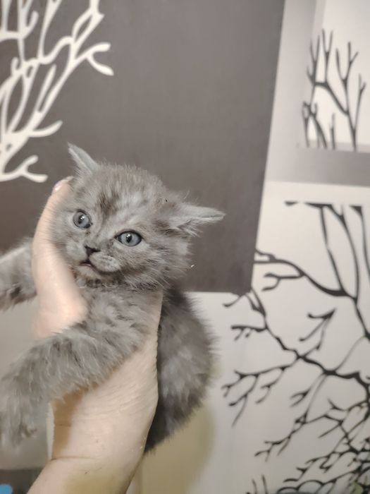 Британский малыш