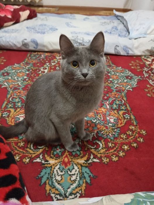 Кошечка 6мес Британка