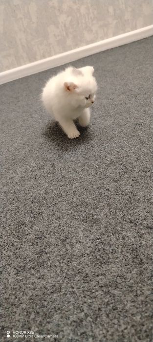 Novosibirskdagi transseksual