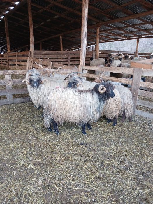Berbeci Disponibili!!
