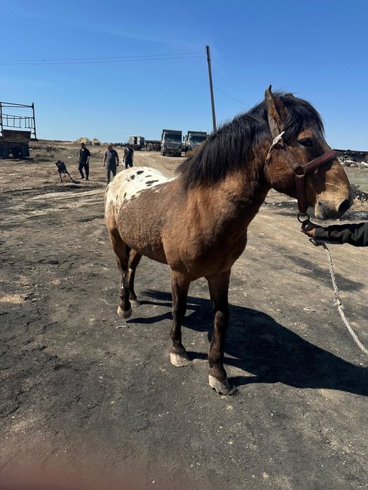 Айгыр 8 жасар сатыладе