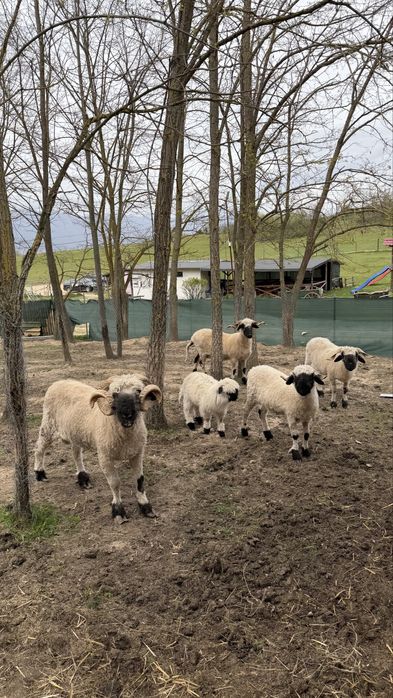 Чернобоса овца /Blacknose Sheep