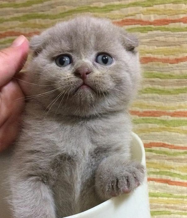 Скоттиш Фолд и Страйт .