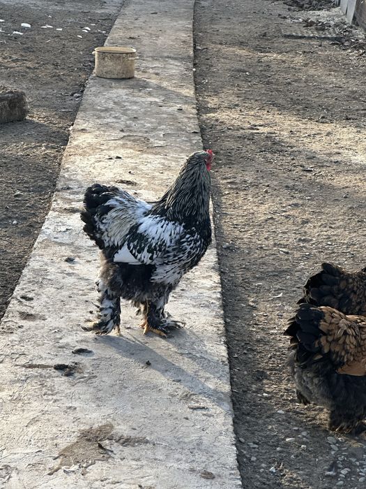 Vand cocosi Brahma silver si golden, cocosi si gaini Araucana
