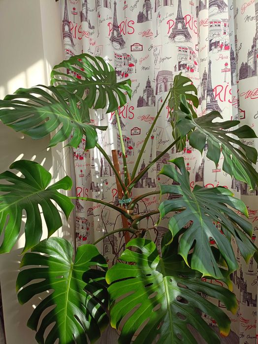 Filodendron cu puieți