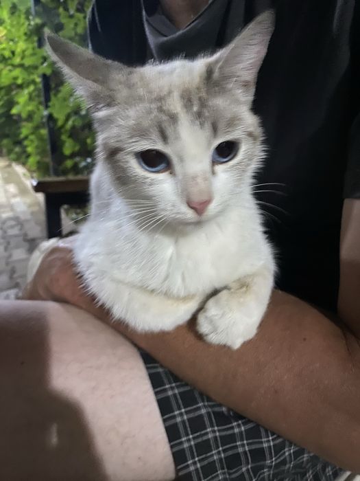 Кошечка ищет дом