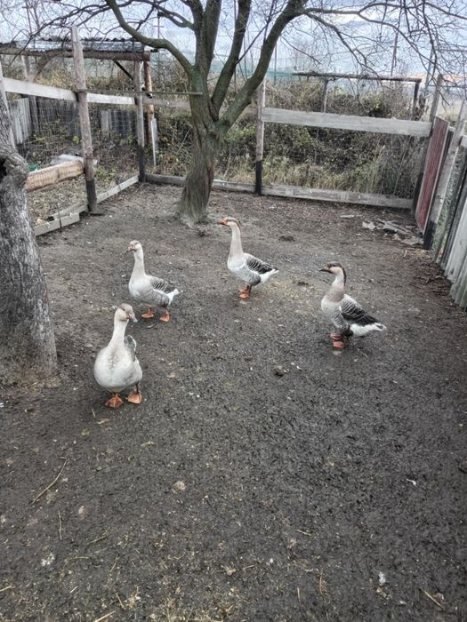 Vând 4 gâște din iunie