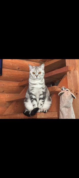 Продам шотландского котика
