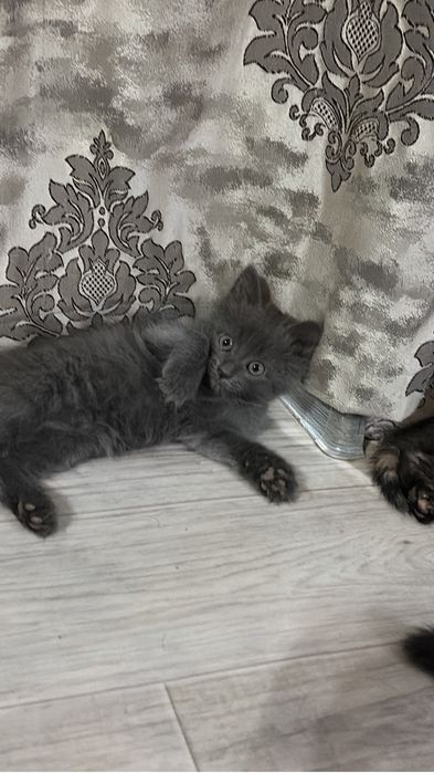 отдам котят в добрые руки