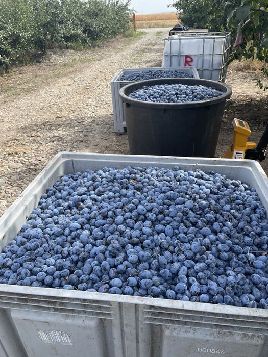 Prune Stanley pentru tuica si consum