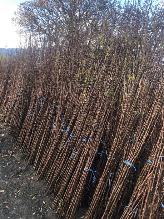 Овощен посадъчен материал