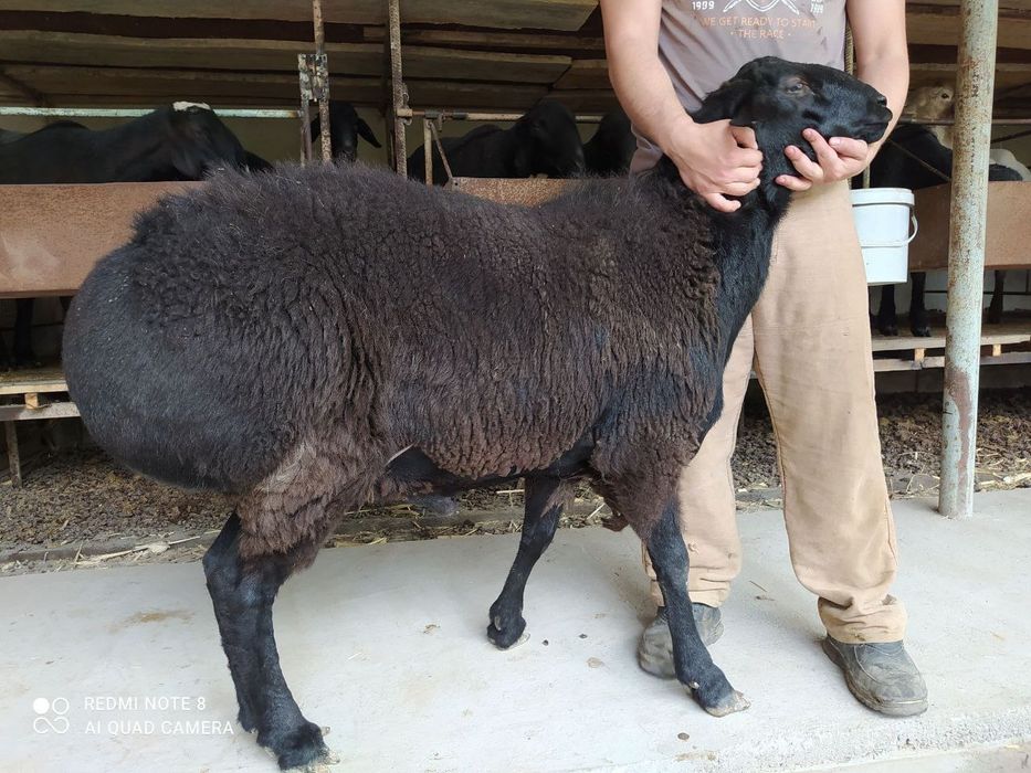 Кучкорлар сотилади