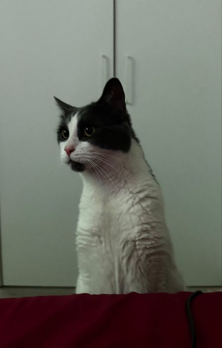 Pet sitting/Pet Boarding