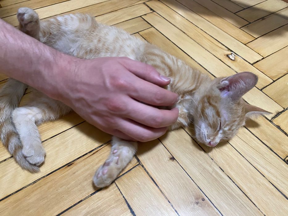 Отдам в добрые руки