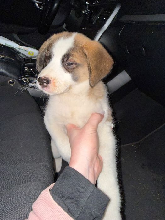 Catelusi masculi gasiti spre adoptie