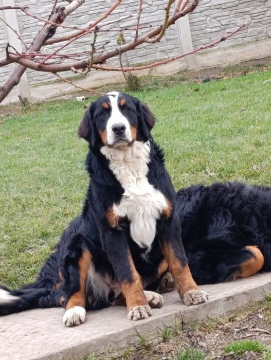 Femela Ciobanesc de Berna