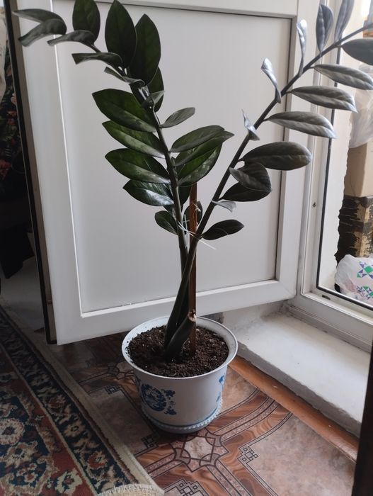 Долларовое деревце.