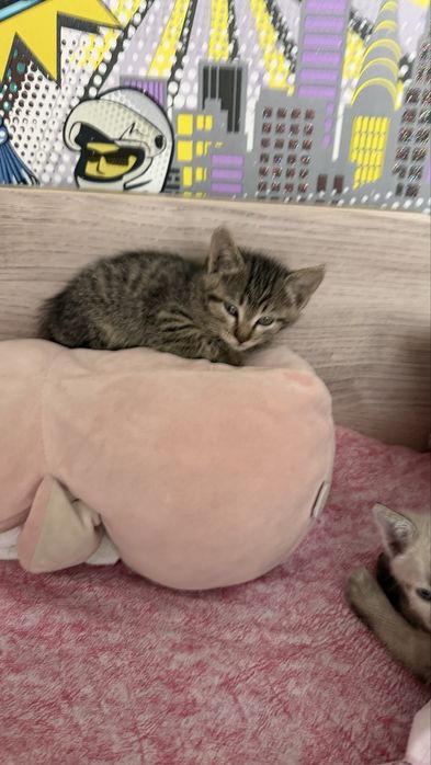 Котята-девочки 1,5 месяца в добрые руки