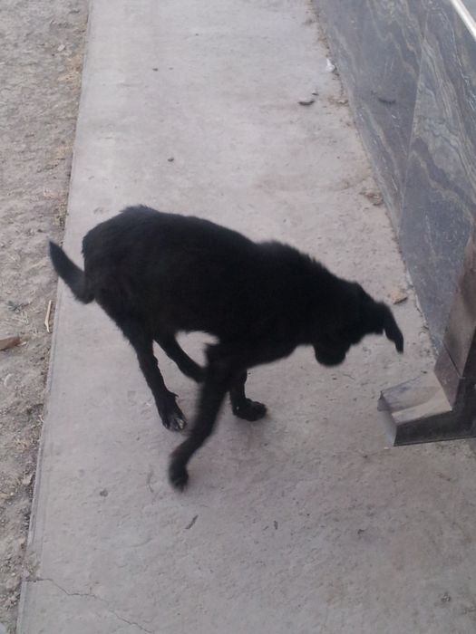 кучукча киз бола кора