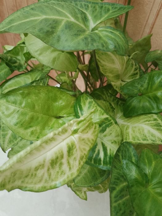 Продаю цветок сингониум