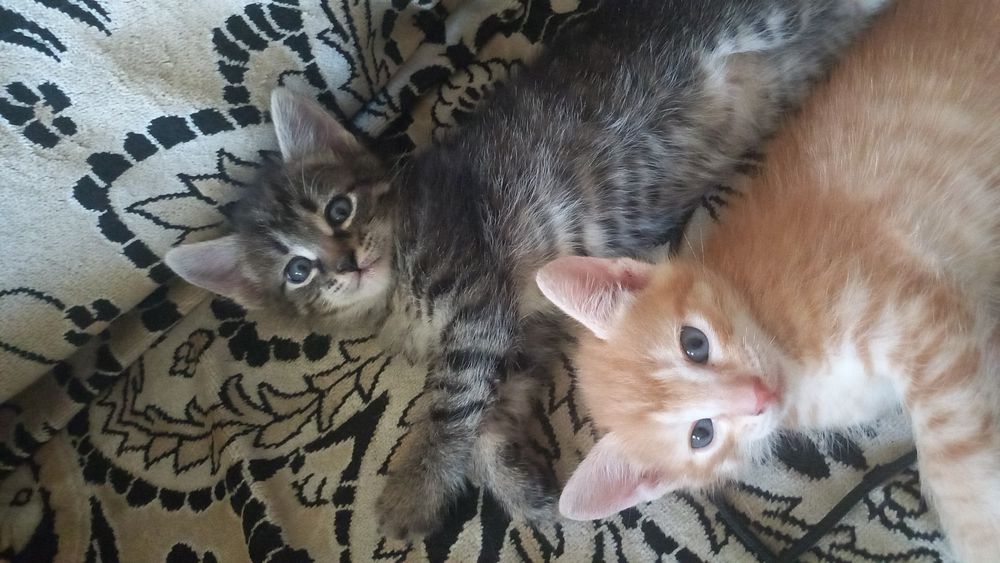 Котята даром! В добрые руки
