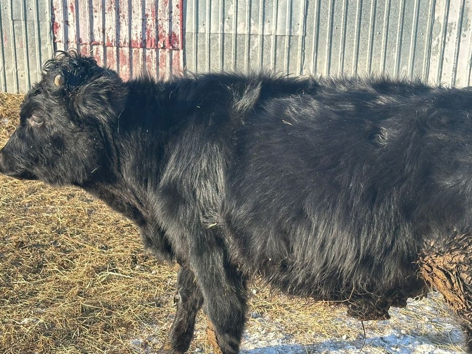 Продам бычка молодого