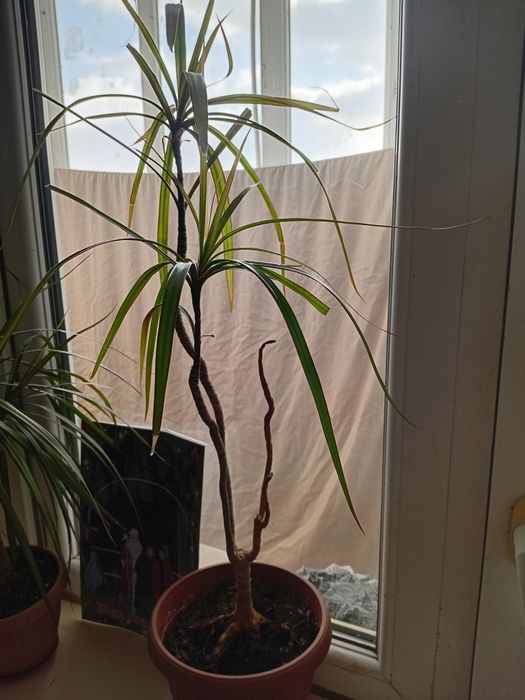 Продаю цветы продаю