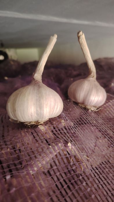 ЧЕСНОК оптовая продажа