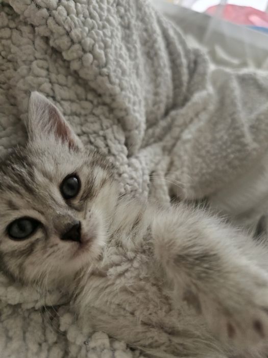 Отдам котенка в хорошие руки!