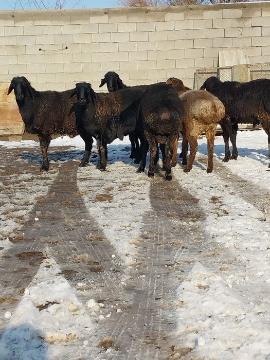 Продам баранов самцов