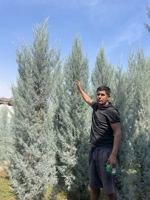 Archa  arizoniski keparis