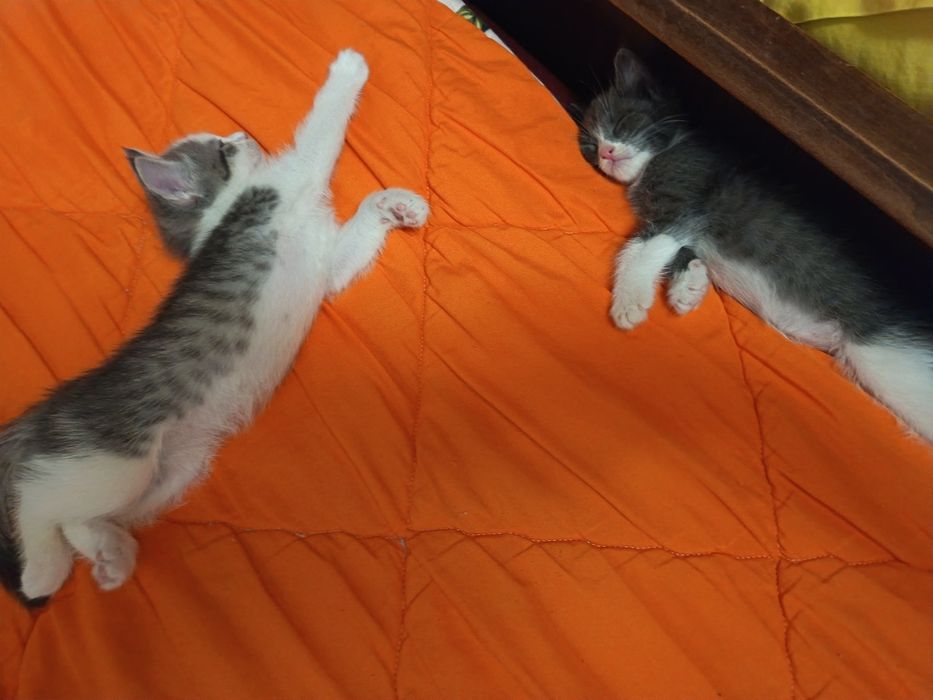 Длинношерстные котята