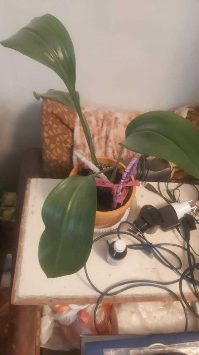 Продам комнатные растения.