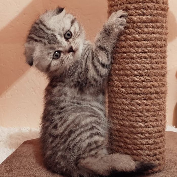 ШоТлаНдСкиЕ висЛоуХие