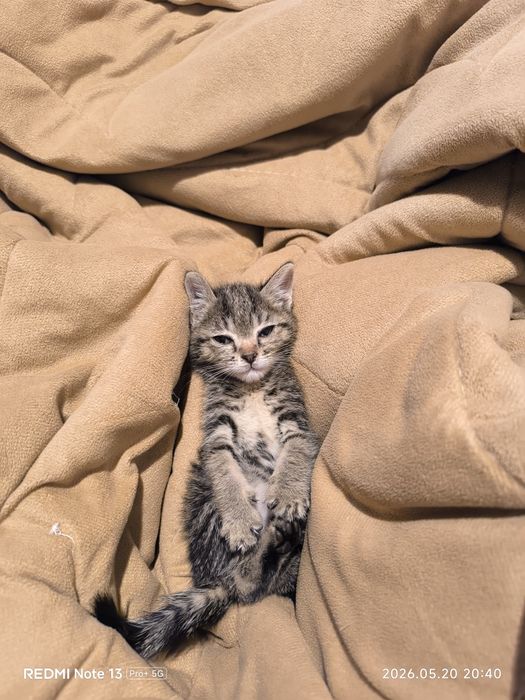 Отдам котенка девочка