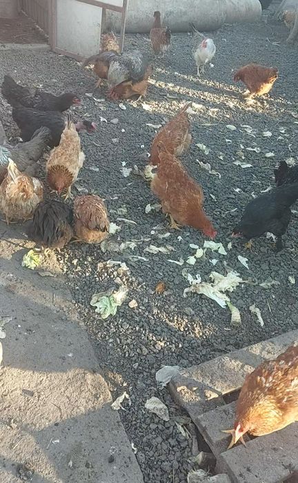 Ouă de găini proaspete